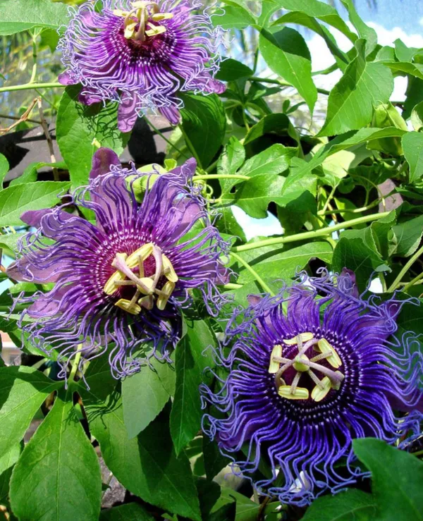 Gorgeous_Passion_Flower_Shrub_Plant_For_Your_Sweet_Home_Garden_(1.5-3.5_Ft_Height)_Pack_Of_1