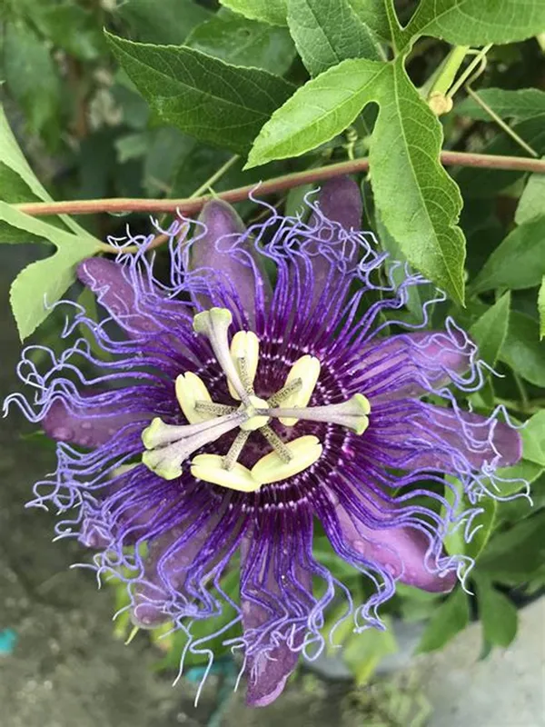Gorgeous_Passion_Flower_Shrub_Plant_For_Your_Sweet_Home_Garden_(1.5-3.5_Ft_Height)_Pack_Of_1