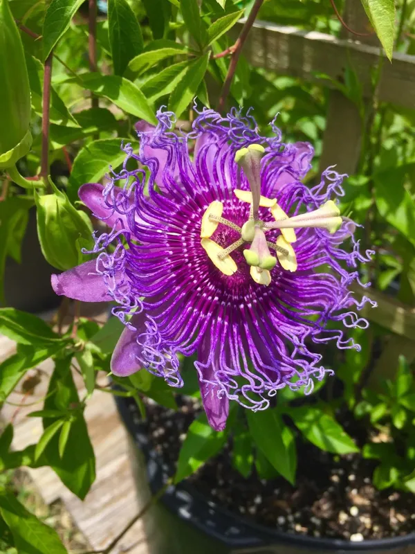 Gorgeous_Passion_Flower_Shrub_Plant_For_Your_Sweet_Home_Garden_(1.5-3.5_Ft_Height)_Pack_Of_1