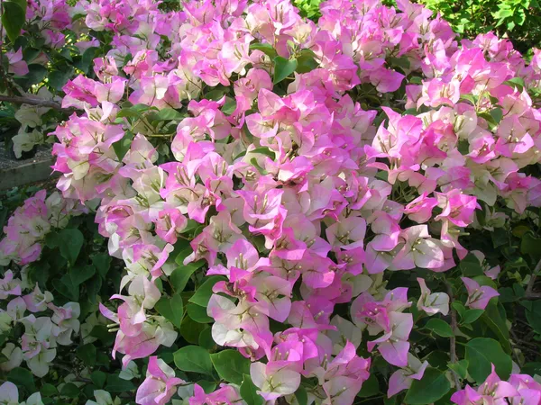 Gorgeous_Pink_Bougainvillea_Shrub_Flower_Plant_&_Tree_For_Home_Decor/Gardening_(1.5-3.5_Ft_Height)_Pack_Of_1