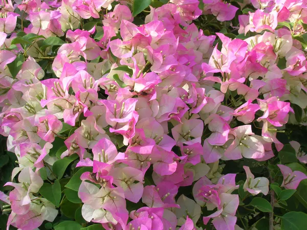 Gorgeous_Pink_Bougainvillea_Shrub_Flower_Plant_&_Tree_For_Home_Decor/Gardening_(1.5-3.5_Ft_Height)_Pack_Of_1