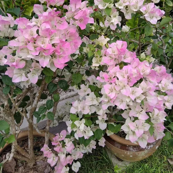 Gorgeous_Pink_Bougainvillea_Shrub_Flower_Plant_&_Tree_For_Home_Decor/Gardening_(1.5-3.5_Ft_Height)_Pack_Of_1