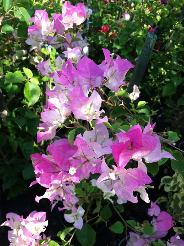 Gorgeous_Pink_Bougainvillea_Shrub_Flower_Plant_&_Tree_For_Home_Decor/Gardening_(1.5-3.5_Ft_Height)_Pack_Of_1