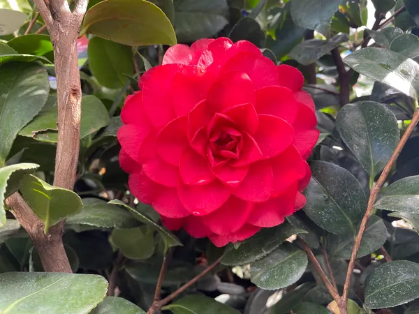 Gorgeous_Red_Camellia_Live_Flowering_Plant_&_Tree_For_Home_Garden_(1.5-3.5_Ft_Height)_Pack_Of_1