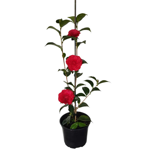 Gorgeous_Red_Camellia_Live_Flowering_Plant_&_Tree_For_Home_Garden_(1.5-3.5_Ft_Height)_Pack_Of_1