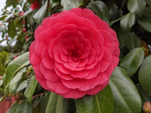 Gorgeous_Red_Camellia_Live_Flowering_Plant_&_Tree_For_Home_Garden_(1.5-3.5_Ft_Height)_Pack_Of_1