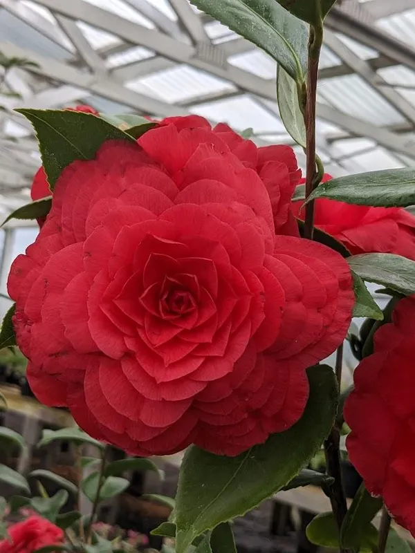 Gorgeous_Red_Camellia_Live_Flowering_Plant_&_Tree_For_Home_Garden_(1.5-3.5_Ft_Height)_Pack_Of_1