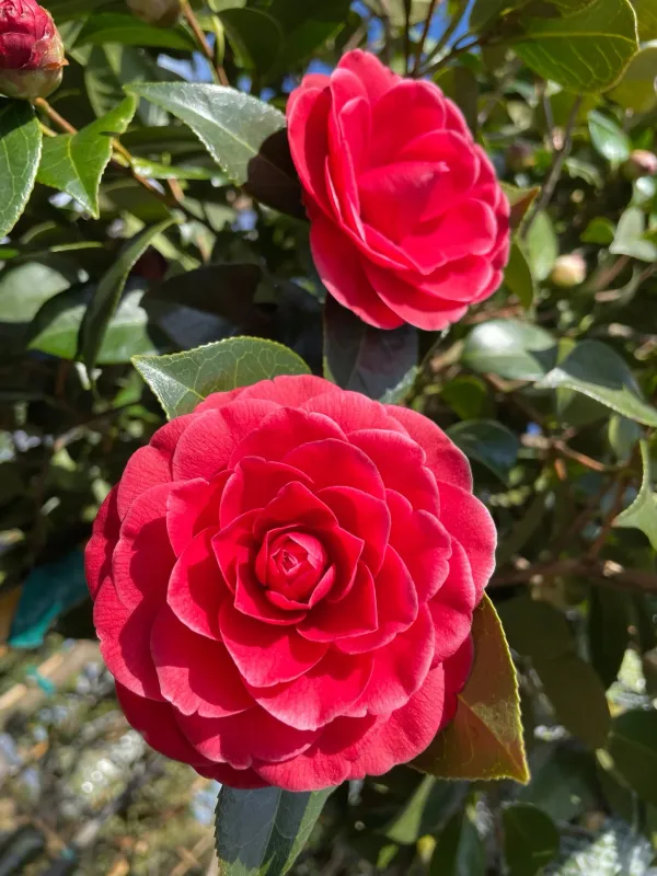Gorgeous_Red_Camellia_Live_Flowering_Plant_&_Tree_For_Home_Garden_(1.5-3.5_Ft_Height)_Pack_Of_1