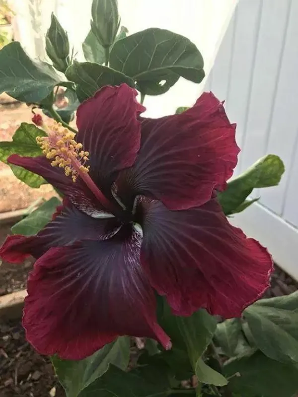 Gorgeous_Red_Hibiscus_Flowering_Plant_&_Tree_(1.5-3.5_Ft_Height)_For_Garde,_Pack_Of_1