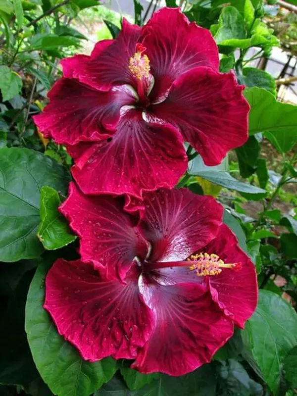 Gorgeous_Red_Hibiscus_Flowering_Plant_&_Tree_(1.5-3.5_Ft_Height)_For_Garde,_Pack_Of_1