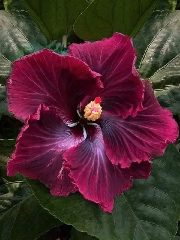 Gorgeous_Red_Hibiscus_Flowering_Plant_&_Tree_(1.5-3.5_Ft_Height)_For_Garde,_Pack_Of_1
