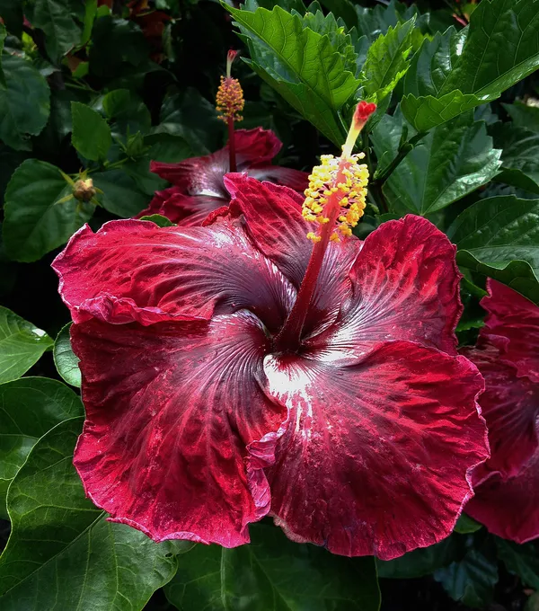 Gorgeous_Red_Hibiscus_Flowering_Plant_&_Tree_(1.5-3.5_Ft_Height)_For_Garde,_Pack_Of_1