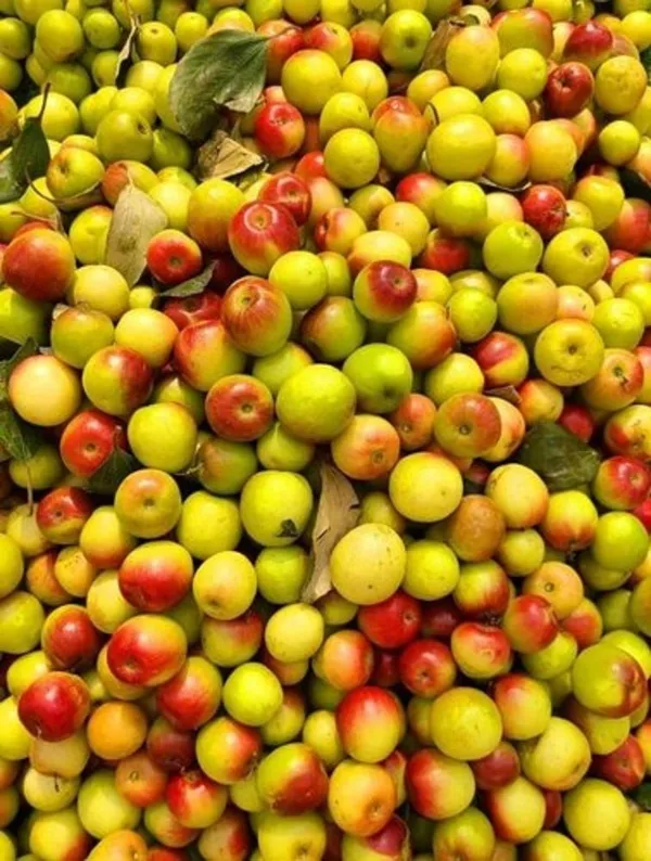 Grafted_Ber_Apple_(rich_in_fiber_&_antioxidants)_Plant_For_Home_Gardening,_Pack_Of_1