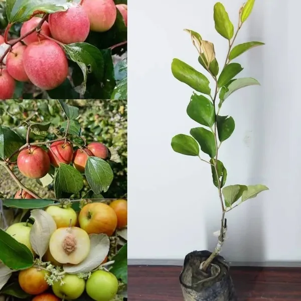 Grafted_Ber_Apple_(rich_in_fiber_&_antioxidants)_Plant_For_Home_Gardening,_Pack_Of_1