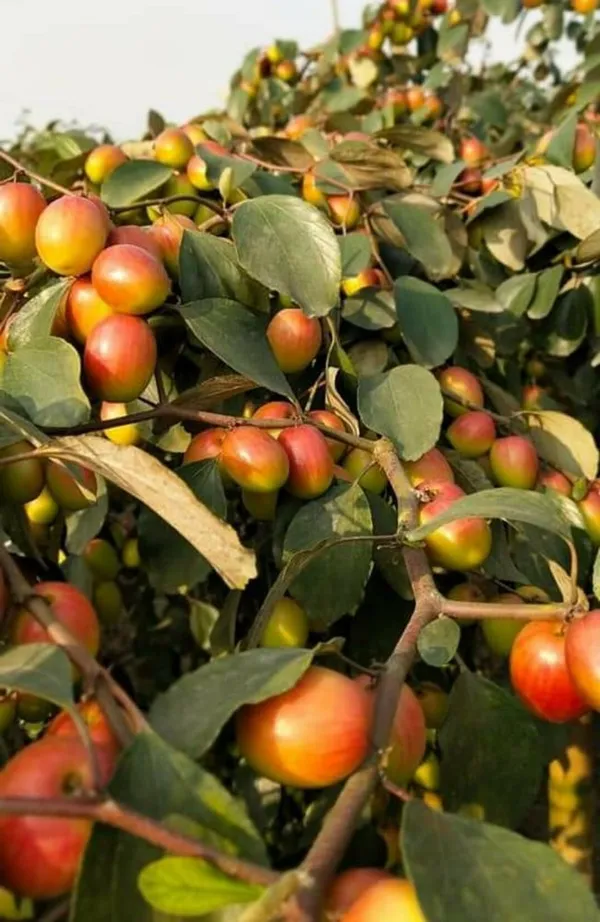 Grafted_Ber_Apple_(rich_in_fiber_&_antioxidants)_Plant_For_Home_Gardening,_Pack_Of_1