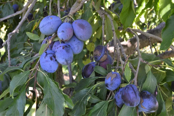 Grafted_Plum_Alubukhra__Easy_To_Fruit_Plant_&_Tree_(1.5-3.5_Ft_Height)_For_Home_Garden,_Pack_Of_1