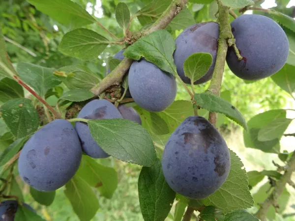 Grafted_Plum_Alubukhra__Easy_To_Fruit_Plant_&_Tree_(1.5-3.5_Ft_Height)_For_Home_Garden,_Pack_Of_1