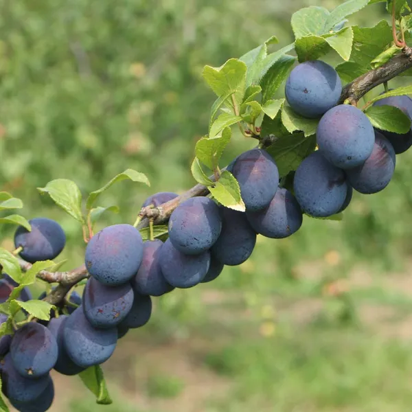Grafted_Plum_Alubukhra__Easy_To_Fruit_Plant_&_Tree_(1.5-3.5_Ft_Height)_For_Home_Garden,_Pack_Of_1