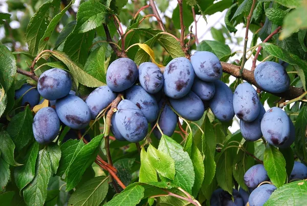 Grafted_Plum_Alubukhra__Easy_To_Fruit_Plant_&_Tree_(1.5-3.5_Ft_Height)_For_Home_Garden,_Pack_Of_1