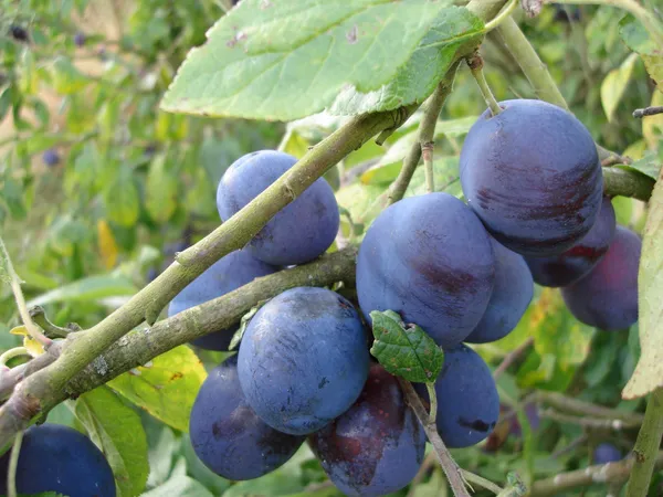 Grafted_Plum_Alubukhra__Easy_To_Fruit_Plant_&_Tree_(1.5-3.5_Ft_Height)_For_Home_Garden,_Pack_Of_1