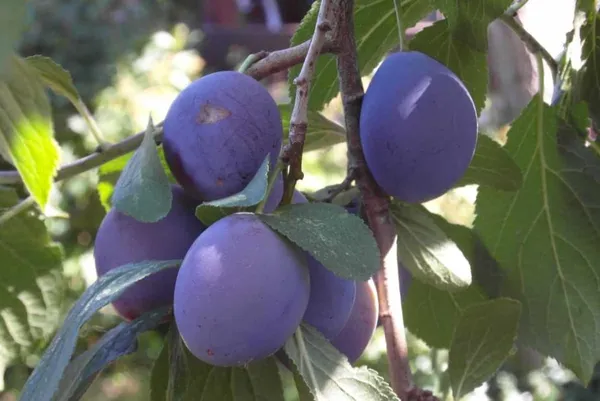 Grafted_Plum_Alubukhra__Easy_To_Fruit_Plant_&_Tree_(1.5-3.5_Ft_Height)_For_Home_Garden,_Pack_Of_1