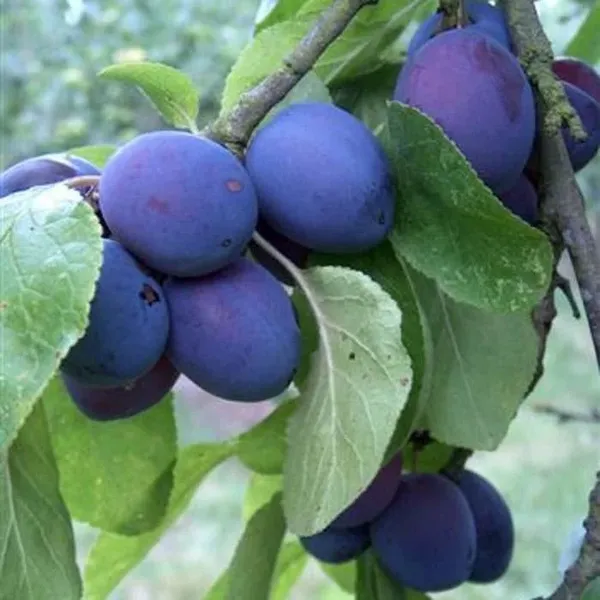 Grafted_Plum_Alubukhra__Easy_To_Fruit_Plant_&_Tree_(1.5-3.5_Ft_Height)_For_Home_Garden,_Pack_Of_1
