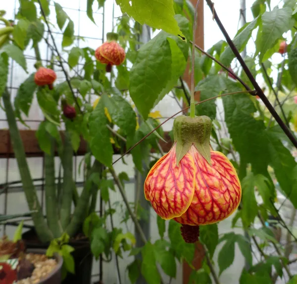 Gudhal/Hibiscus_Live_Flowering_Plant_&_Tree_(1.5-3.5_Ft_Height)_For_Home_Garden,_Pack_Of_1