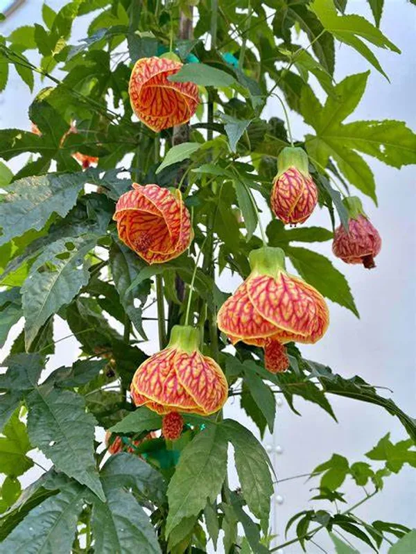 Gudhal/Hibiscus_Live_Flowering_Plant_&_Tree_(1.5-3.5_Ft_Height)_For_Home_Garden,_Pack_Of_1