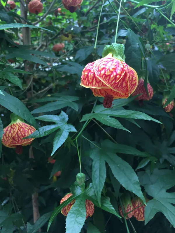 Gudhal/Hibiscus_Live_Flowering_Plant_&_Tree_(1.5-3.5_Ft_Height)_For_Home_Garden,_Pack_Of_1
