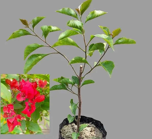 Red_Color_Bougainvillea_Shrubs_Flower__Plants