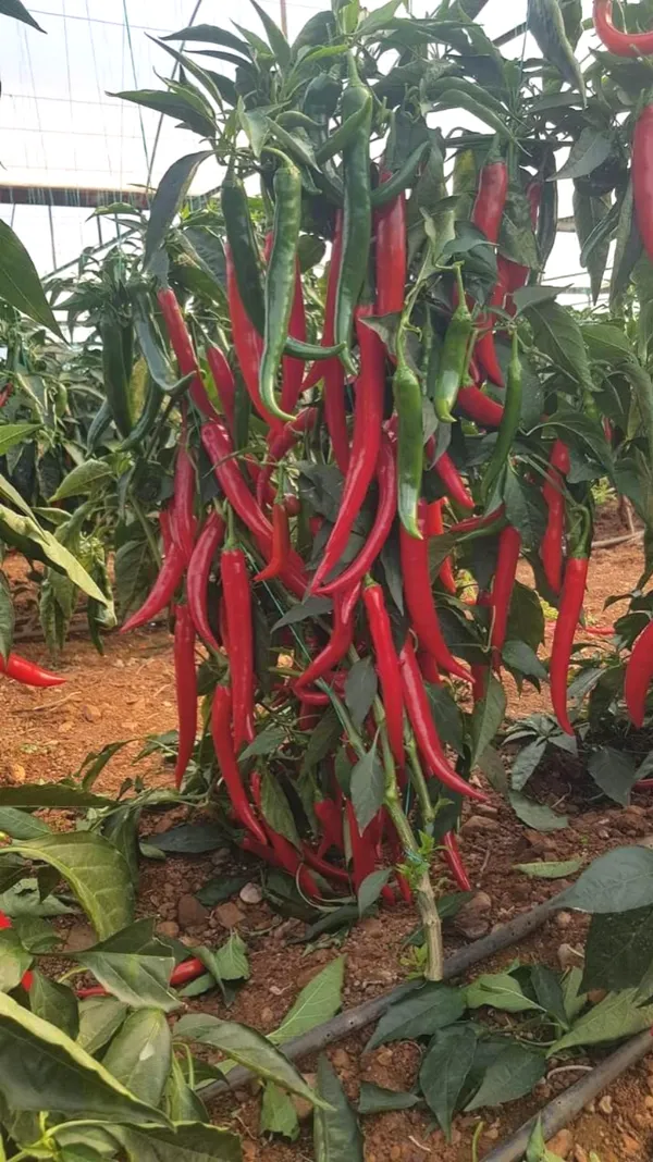 Hybrid_Green_Chili_Seeds-Hari_Mirch_(80_Seeds)_For_Garden,_Pack_Of_1-200_gms