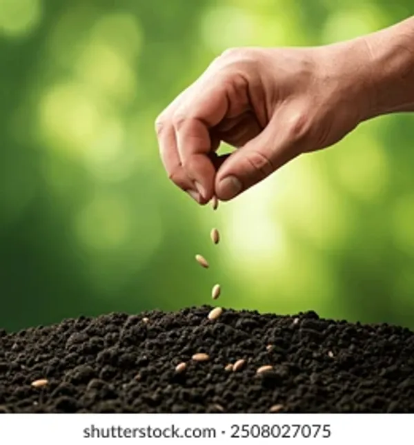 Hybrid_Green_Chili_Seeds-Hari_Mirch_(80_Seeds)_For_Garden,_Pack_Of_1-200_gms