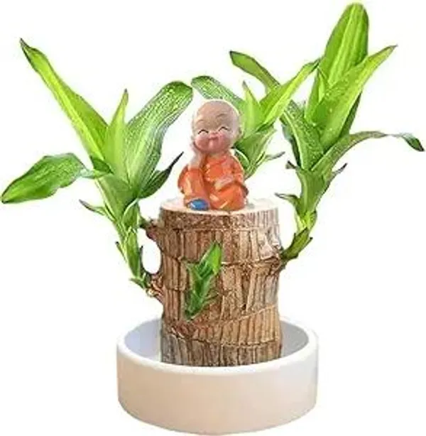 Healthy_&_Lucky_Brazil_Wood_Potted_Indoor_Plant