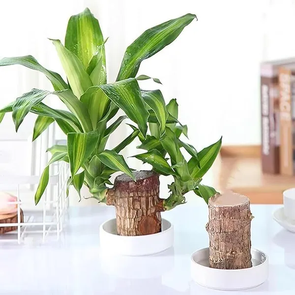 Healthy_&_Lucky_Brazil_Wood_Potted_Indoor_Plant