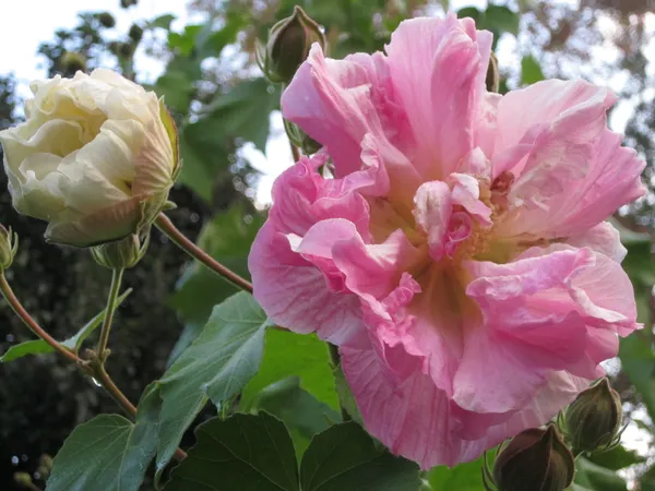 Hibiscus_Rose_Color_Changing_Flower_Plant_&_Tree_For_Garden,_Pack_Of_1