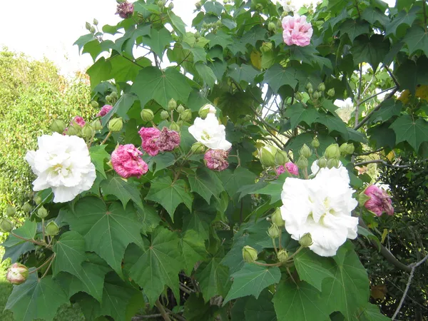 Hibiscus_Rose_Color_Changing_Flower_Plant_&_Tree_For_Garden,_Pack_Of_1