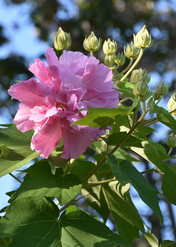 Hibiscus_Rose_Color_Changing_Flower_Plant_&_Tree_For_Garden,_Pack_Of_1