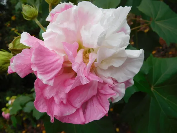 Hibiscus_Rose_Color_Changing_Flower_Plant_&_Tree_For_Garden,_Pack_Of_1