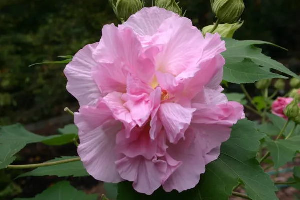 Hibiscus_Rose_Color_Changing_Flower_Plant_&_Tree_For_Garden,_Pack_Of_1