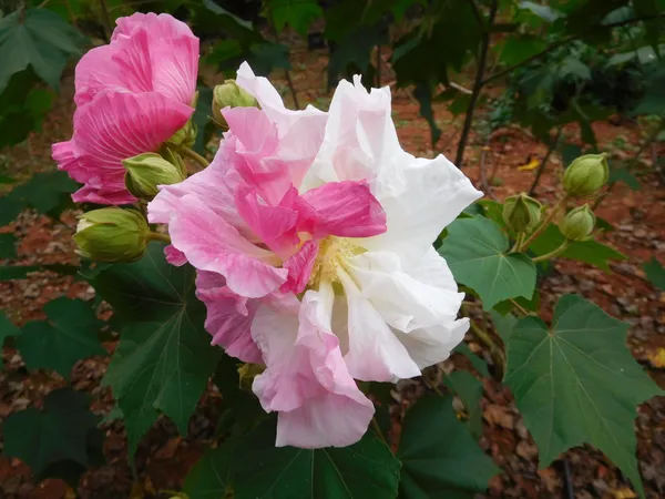 Hibiscus_Rose_Color_Changing_Flower_Plant_&_Tree_For_Garden,_Pack_Of_1
