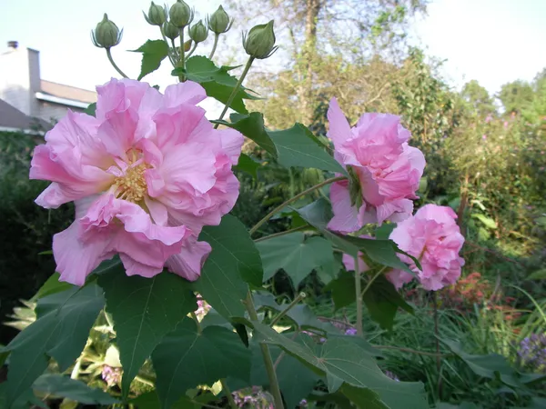 Hibiscus_Rose_Color_Changing_Flower_Plant_&_Tree_For_Garden,_Pack_Of_1
