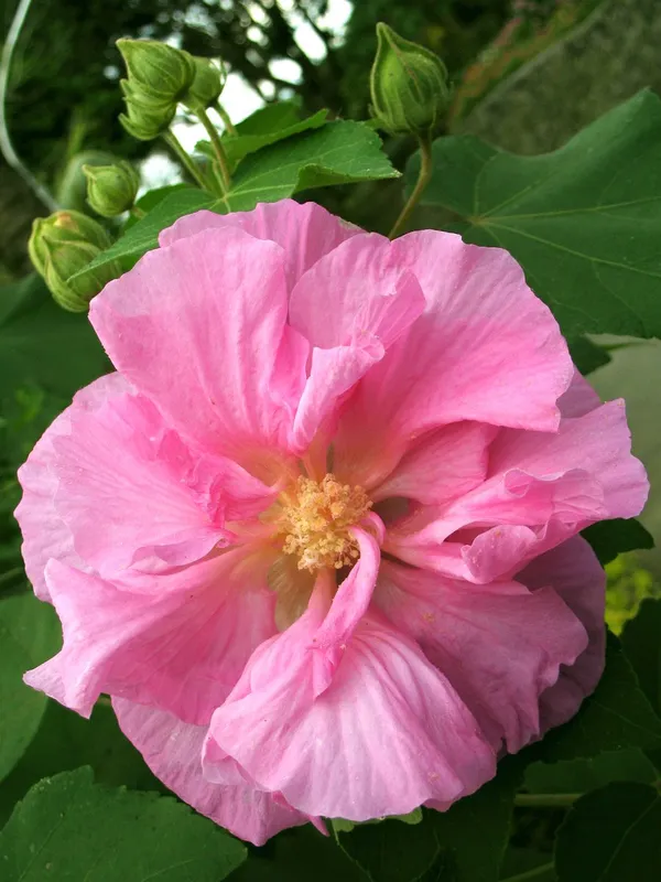 Hibiscus_Rose_Color_Changing_Flower_Plant_&_Tree_For_Garden,_Pack_Of_1