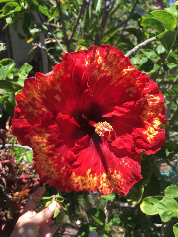 Hidden_Valley_Hibiscus_Flowering_Plant_&_Tree_(1.5-3.6_Gt_Height)_For_Home_Garden,_Pack_Of_1