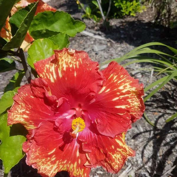 Hidden_Valley_Hibiscus_Flowering_Plant_&_Tree_(1.5-3.6_Gt_Height)_For_Home_Garden,_Pack_Of_1