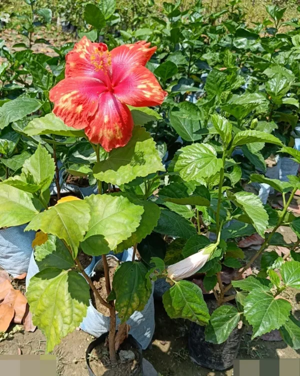 Hidden_Valley_Hibiscus_Flowering_Plant_&_Tree_(1.5-3.6_Gt_Height)_For_Home_Garden,_Pack_Of_1