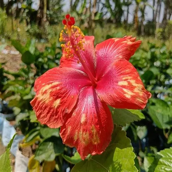 Hidden_Valley_Hibiscus_Flowering_Plant_&_Tree_(1.5-3.6_Gt_Height)_For_Home_Garden,_Pack_Of_1