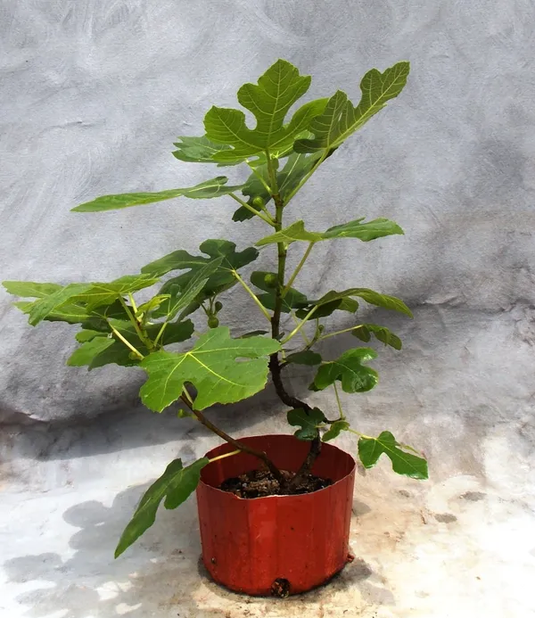 Highly_Benefited_Brown_Fig_Live_Fruit_Plant_(Hybrid,_Pack_Of_1)