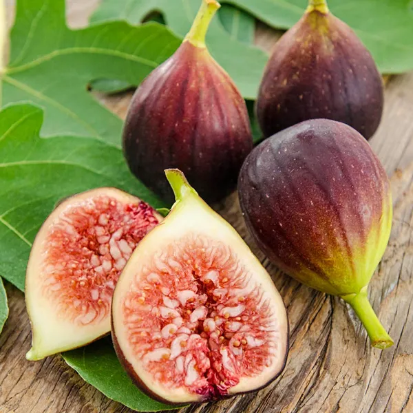 Highly_Benefited_Brown_Fig_Live_Fruit_Plant_(Hybrid,_Pack_Of_1)