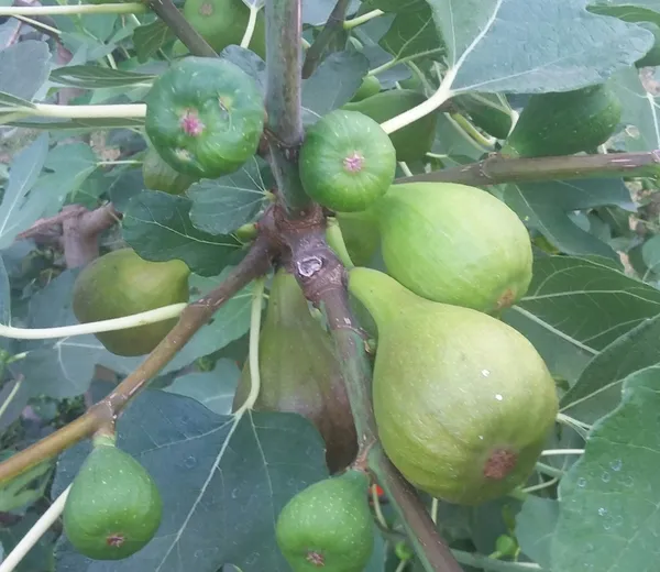 Highly_Benefited_Brown_Fig_Live_Fruit_Plant_(Hybrid,_Pack_Of_1)