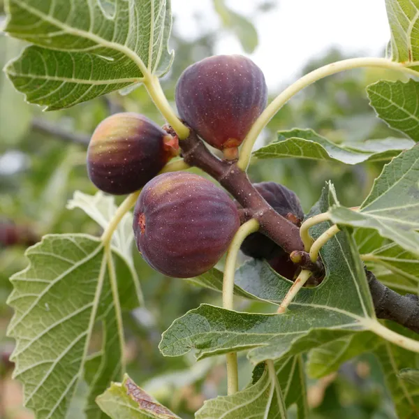 Highly_Benefited_Brown_Fig_Live_Fruit_Plant_(Hybrid,_Pack_Of_1)